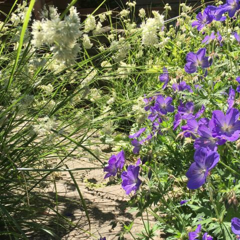 Planting design for medium gardens