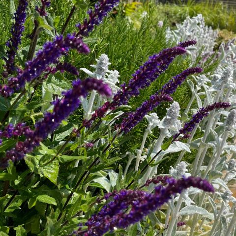Planting design for small gardens