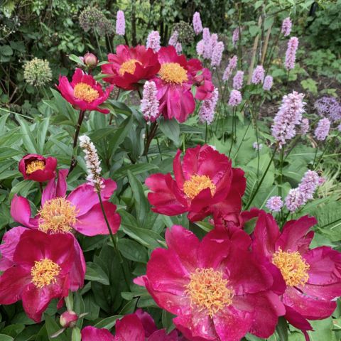 Planting design for large gardens