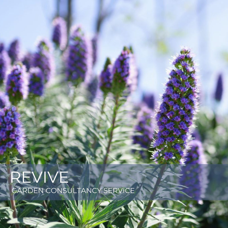Revive Garden Consultancy Service